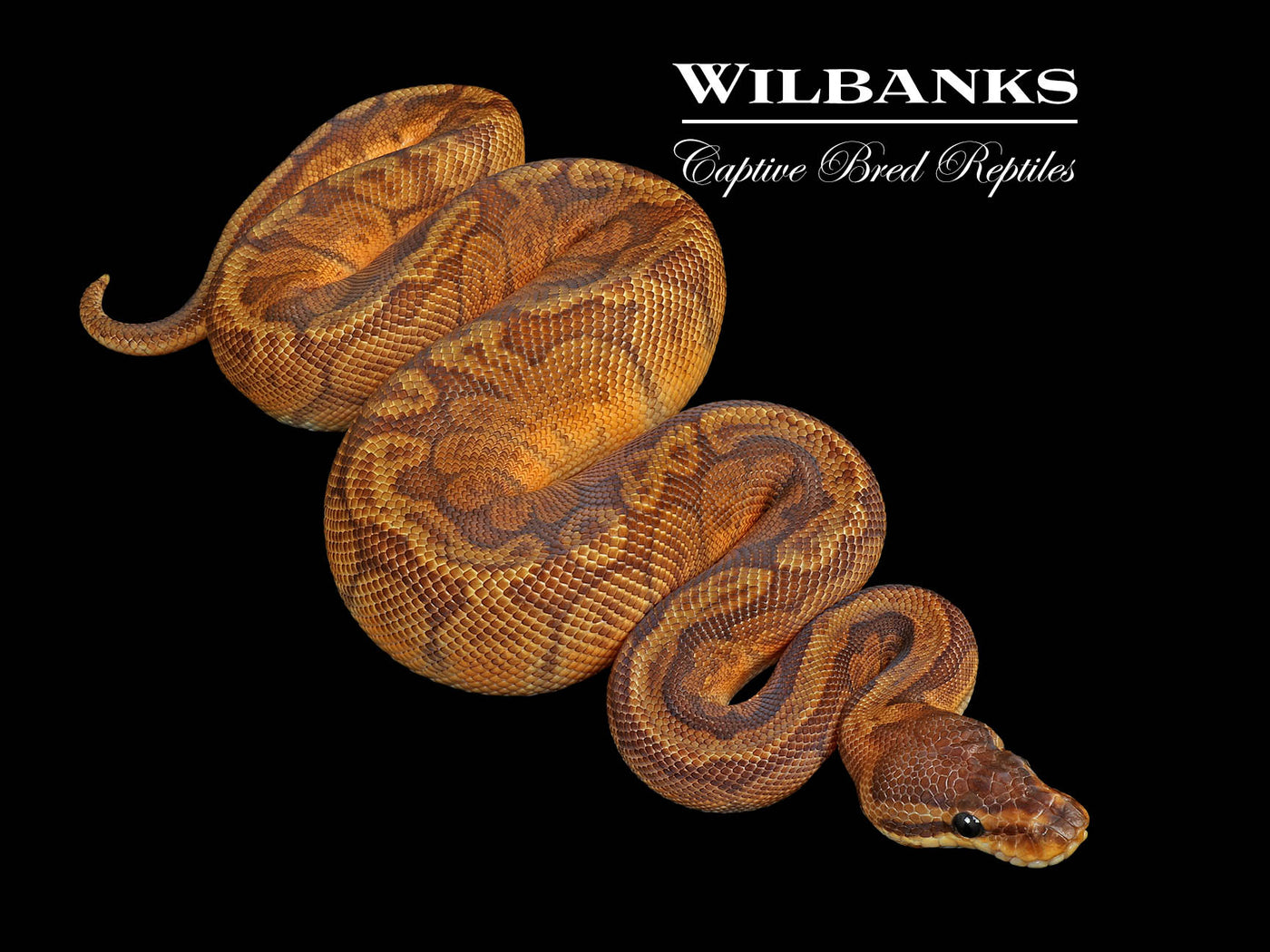 Sunset Ball Python ♂ '25