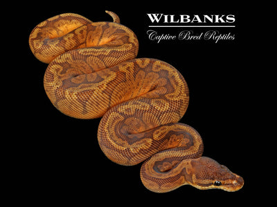 Sunset Ball Python ♂ '25
