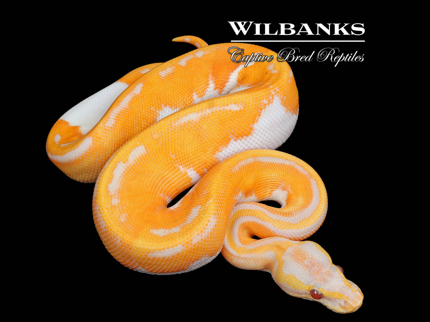 Blackhead Orange Dream Dreamsicle Ball Python ♂ '25