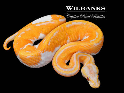 Blackhead Orange Dream Dreamsicle Ball Python ♂ '25