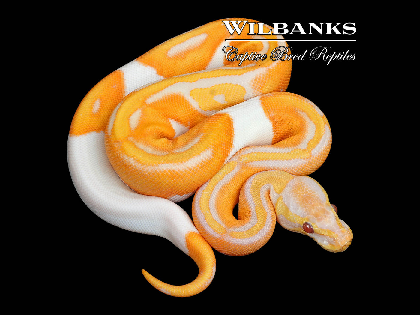 Dreamsicle Lavender Pied Ball Python ♀ '25