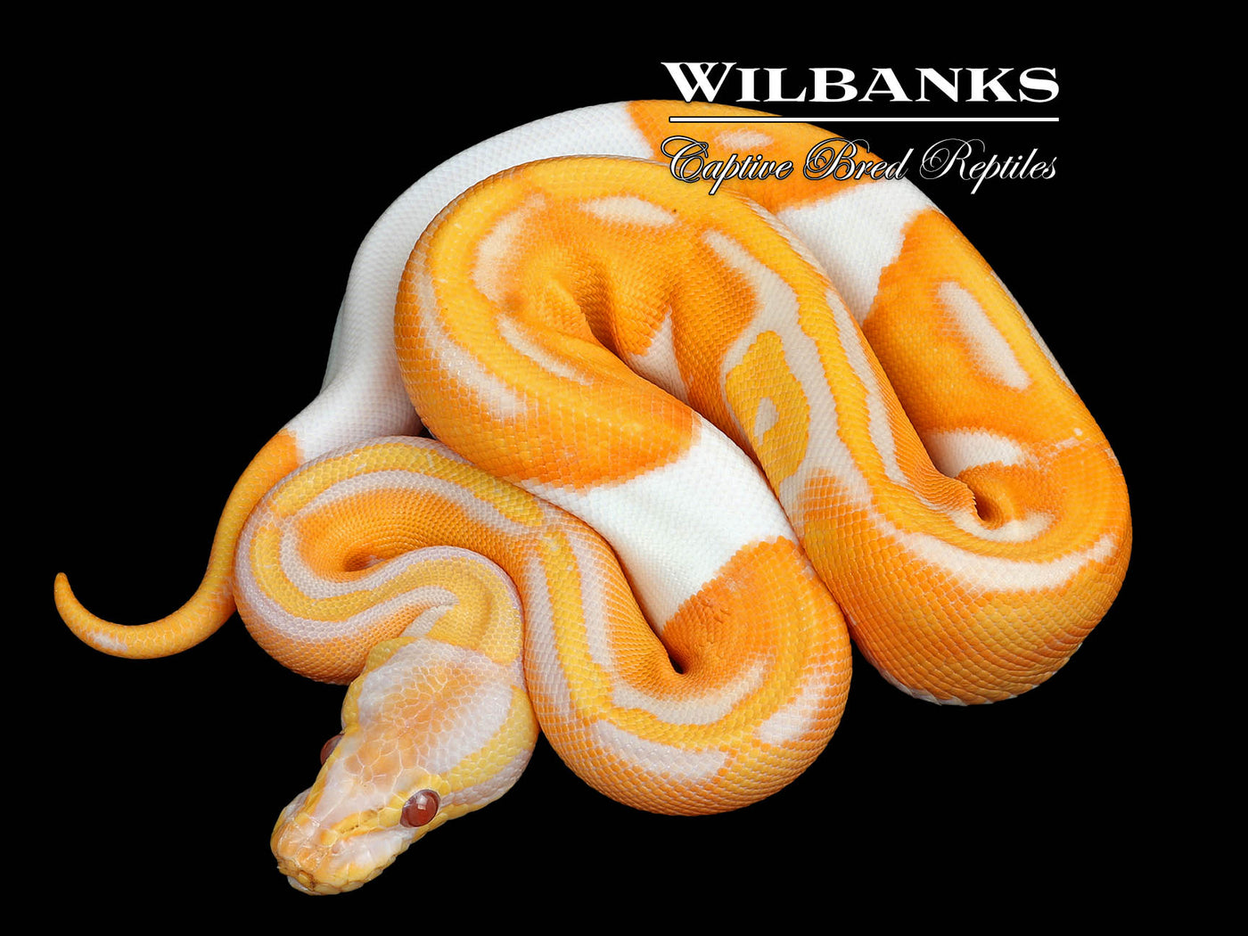 Dreamsicle Lavender Pied Ball Python ♀ '25