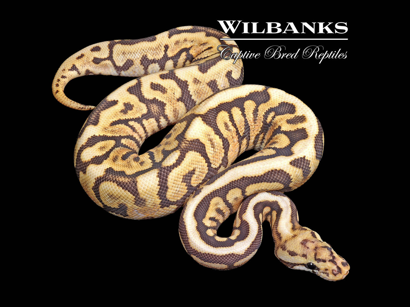 Super Spotnose Powerball Orange Crush Ball Python ♀ '25