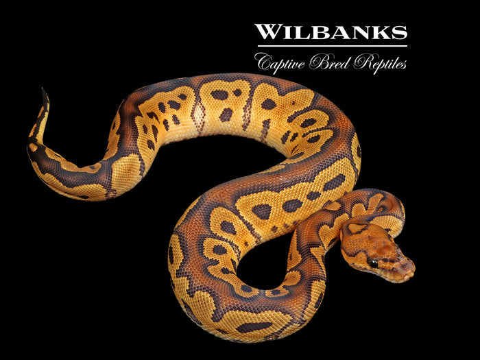 Clown Ball Python ♀ '26