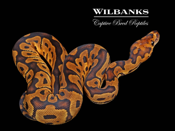 Clown 100% Het. Lavender Albino Ball Python ♀ '26