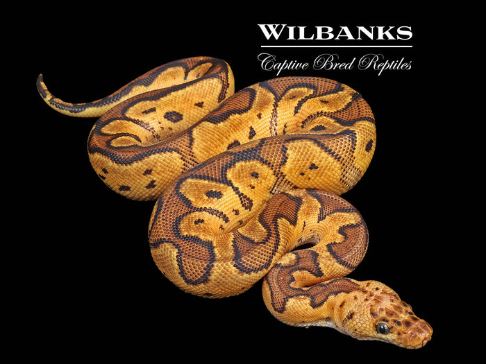 Pastel Clown Ball Python ♂ '26