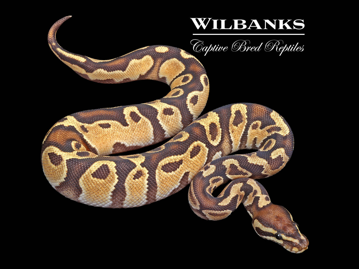 Fire Orange Dream 100% Het. Orange Crush Ball Python ♂ '24