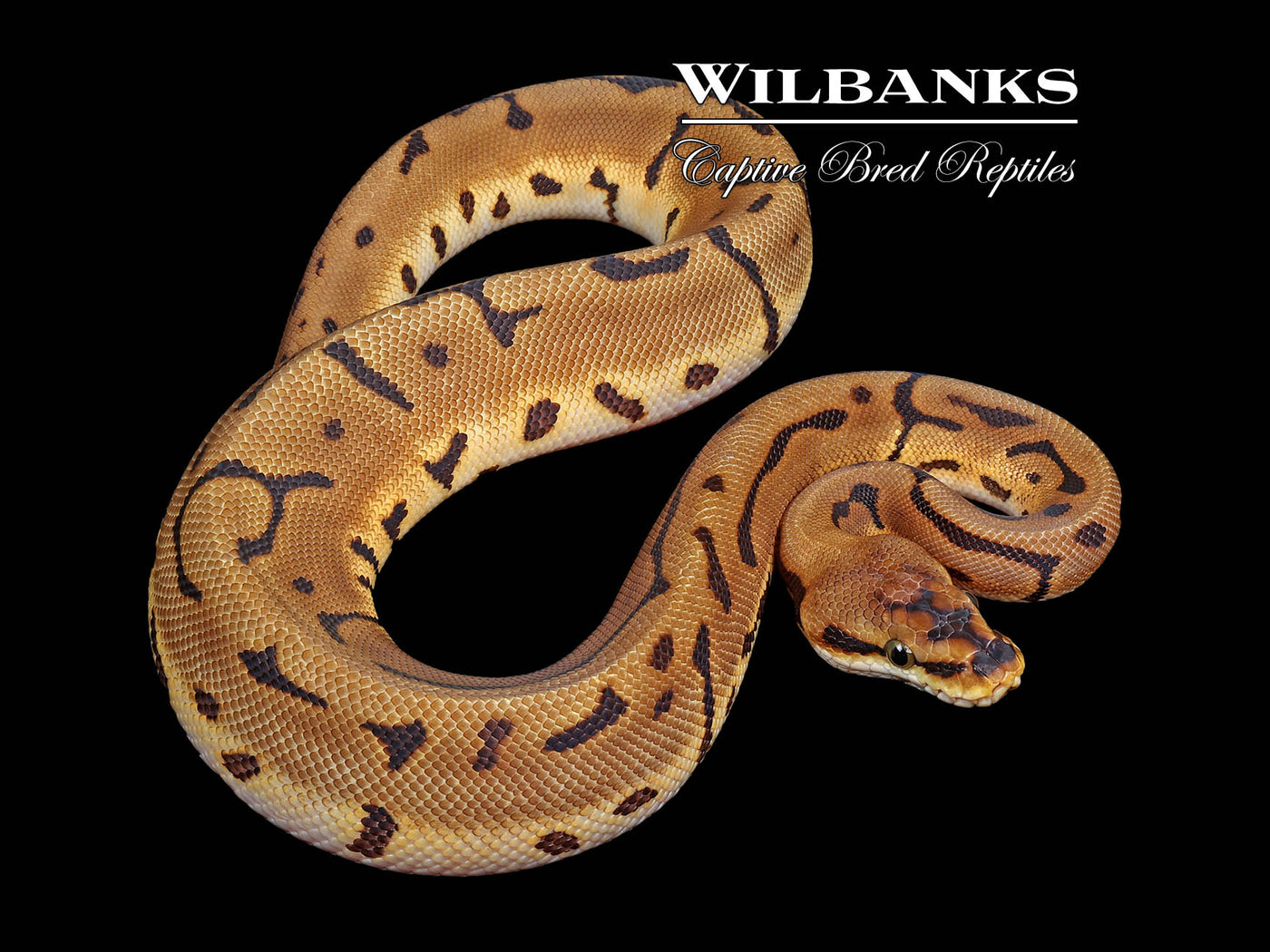 Leopard Spider Ball Python ♀ '25