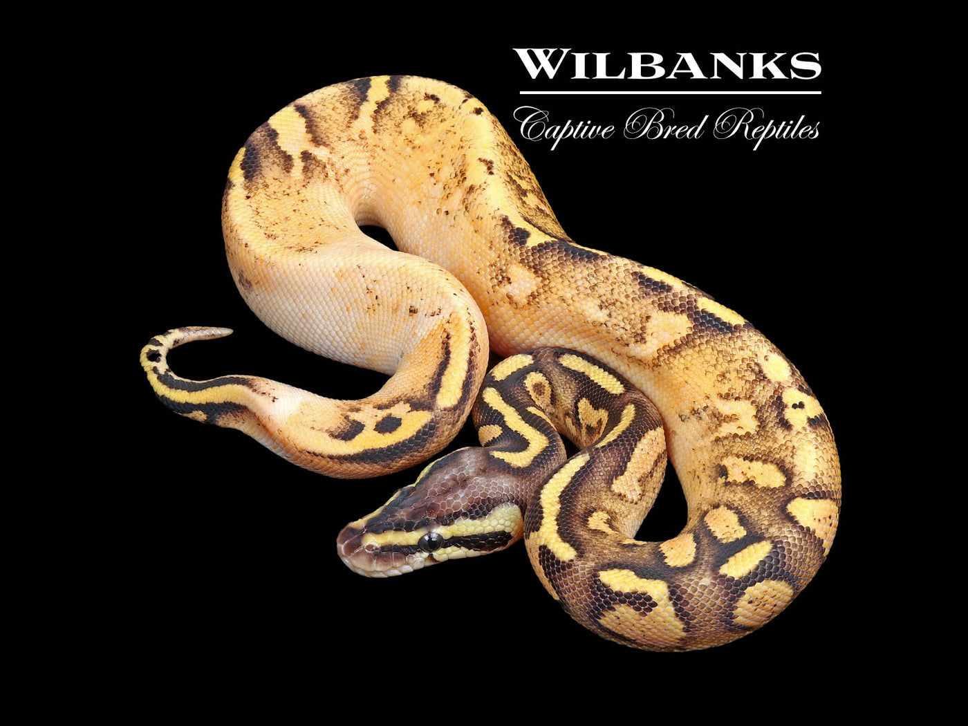 Pastel Sugar Yellow Belly or Asphalt Ball Python ♂ '25