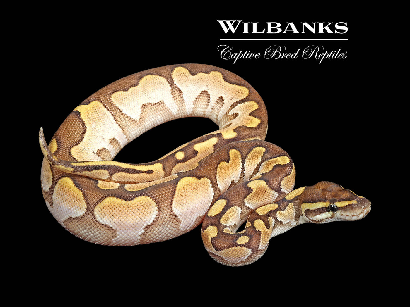 Butter Sugar Enchi Ball Python ♀ '25