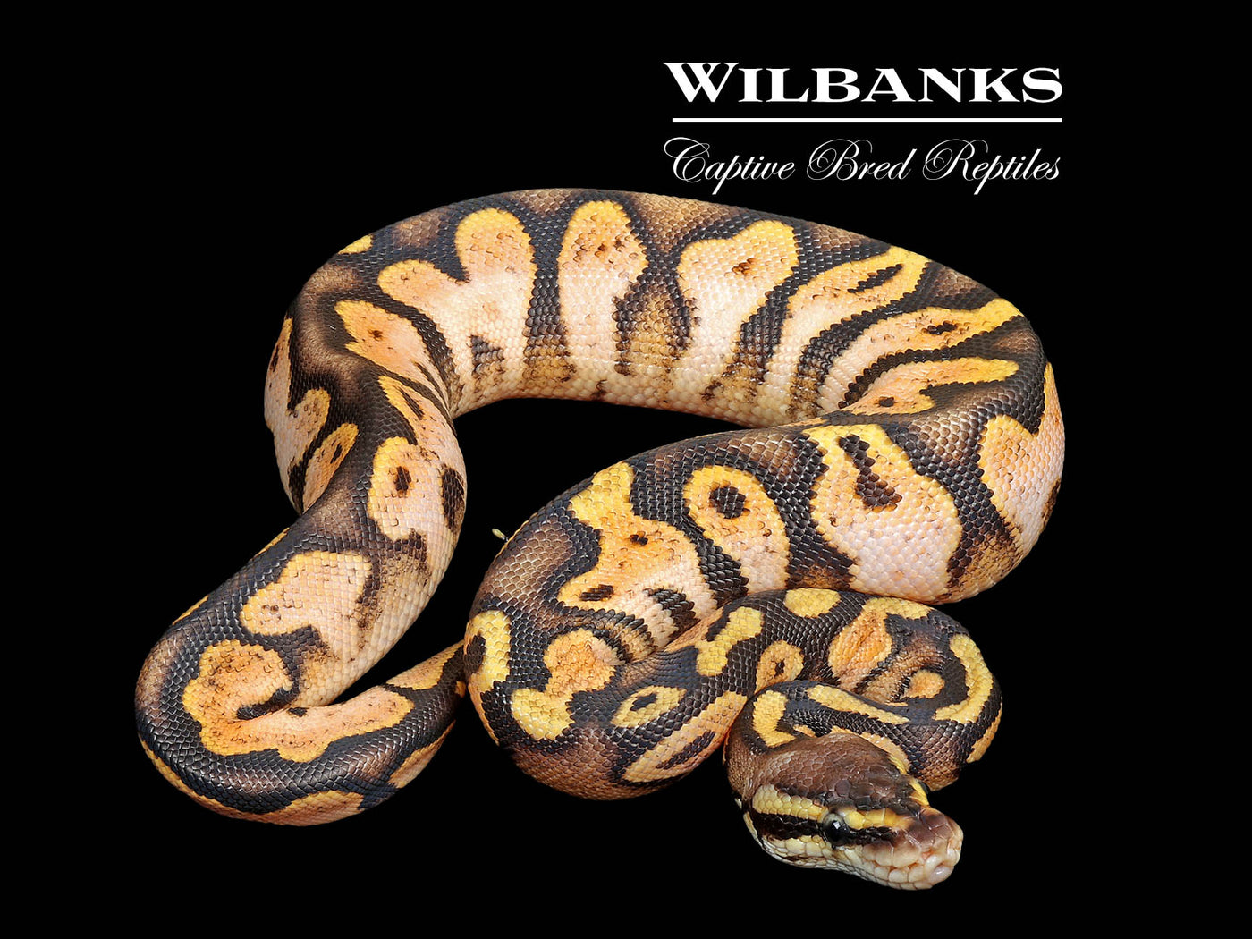 SugarFly Ball Python ♀ '25