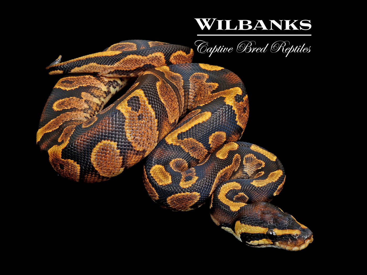 Sugar Yellow Belly Ball Python ♂ '25