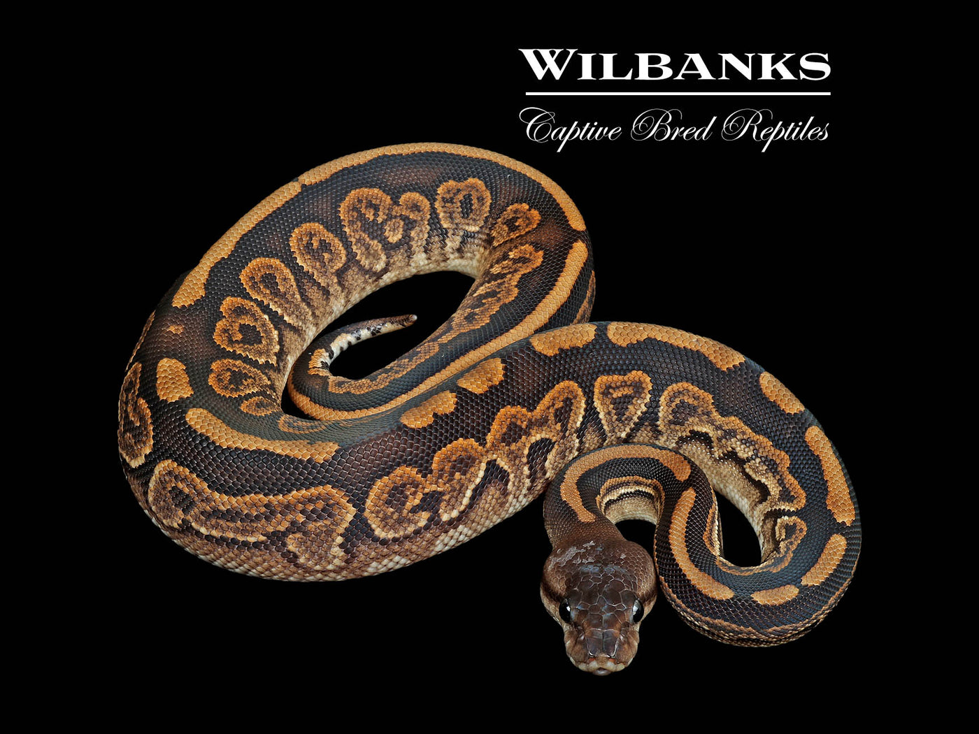 Cinnamon Mahogany 100% Het. Candy Ball Python ♀ '25