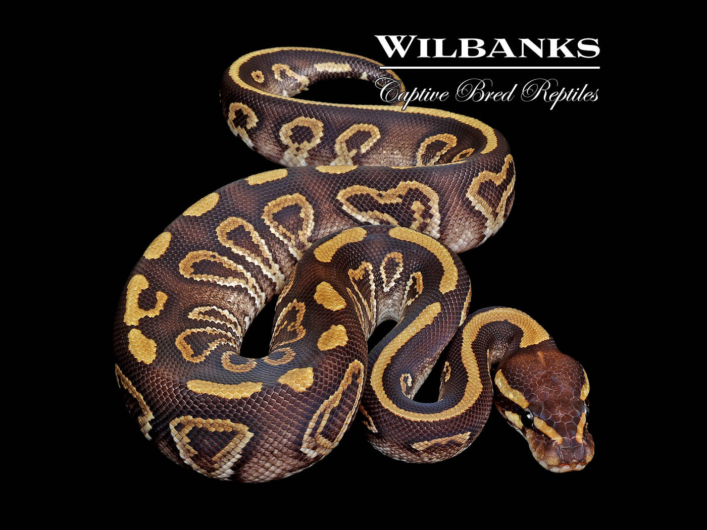Mojave Sable Ball Python ♂ '25