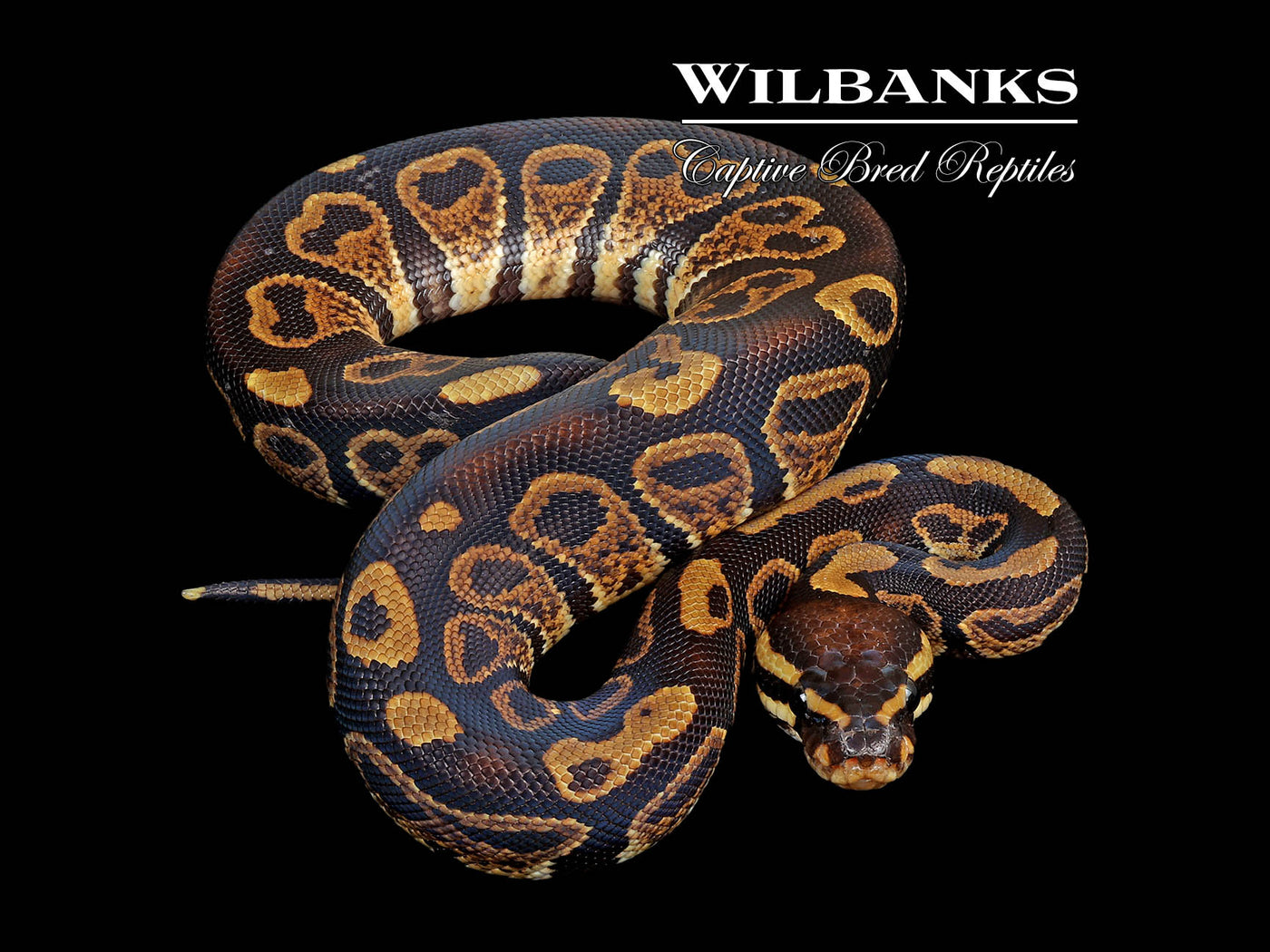 Sable 100% Het. Hypo Ball Python ♂ '25