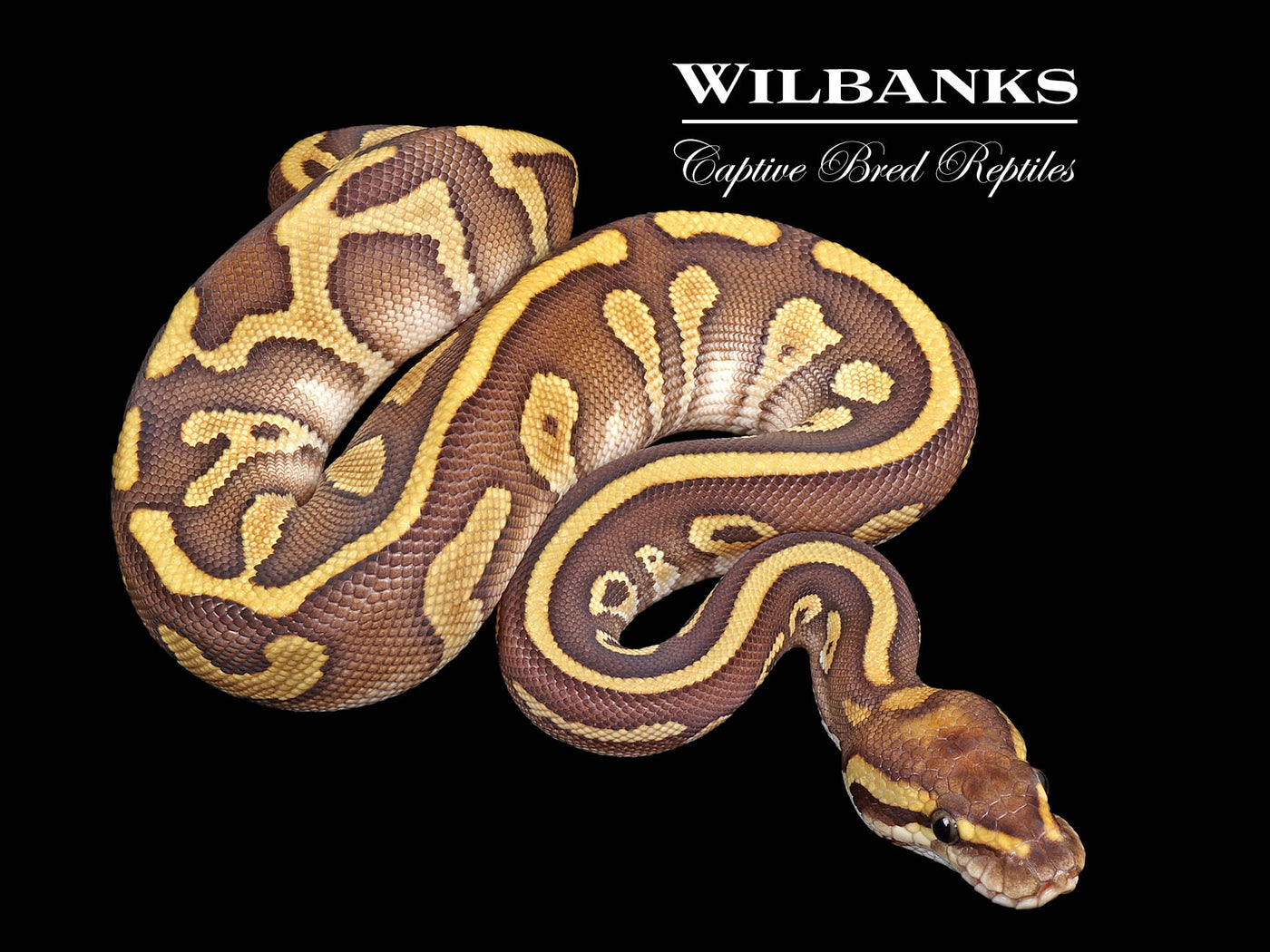 Butter Leopard Ball Python ♀ '25
