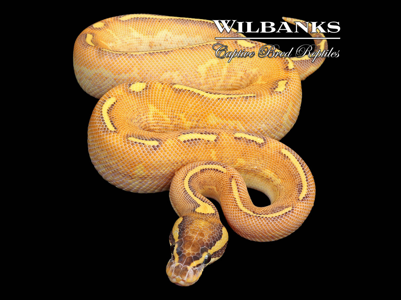 Enchi Highway Ball Python ♂ '25