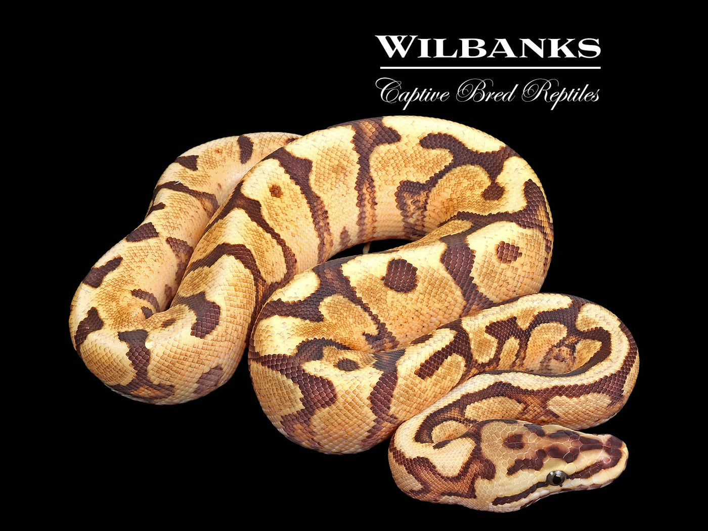 FireFly Enchi Spotnose Gravel Ball Python ♀ '25