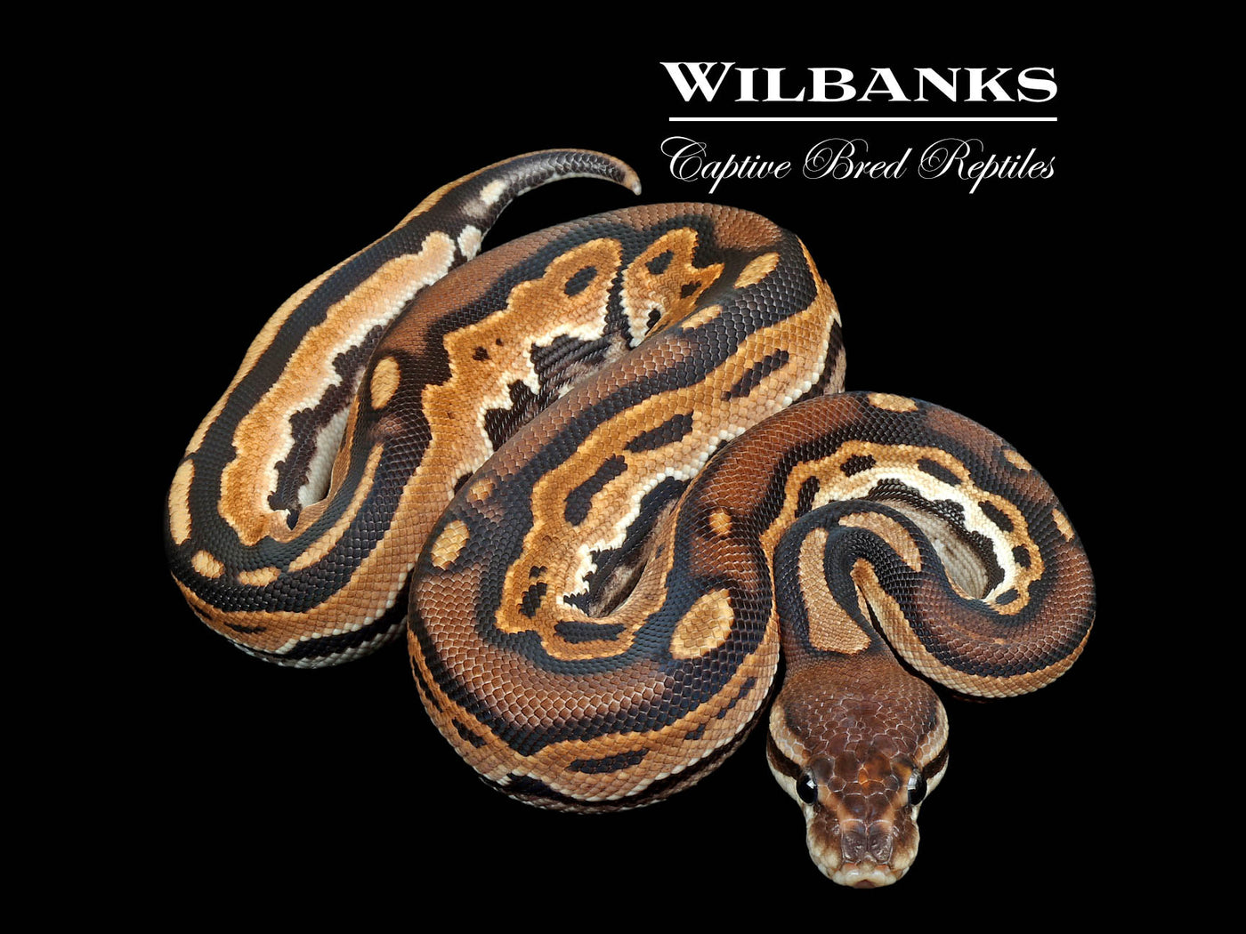 Orange Dream Cinnamon Ball Python ♂ '25