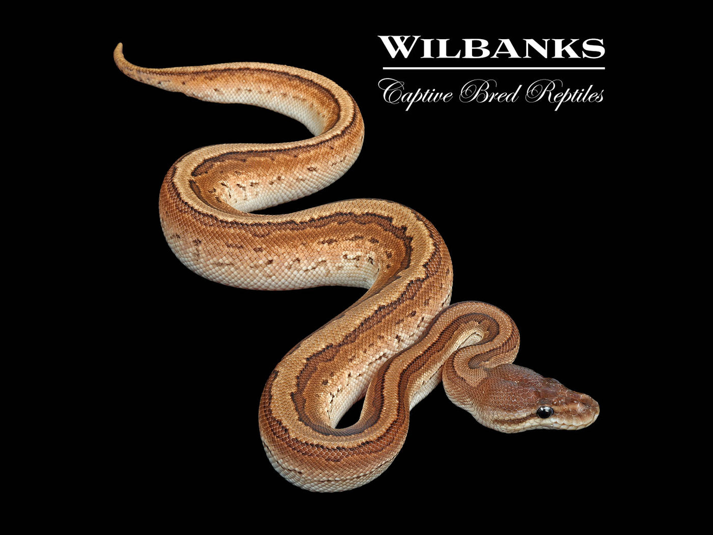 Orange Dream Cinnamon Pinstripe Ball Python ♂ '25