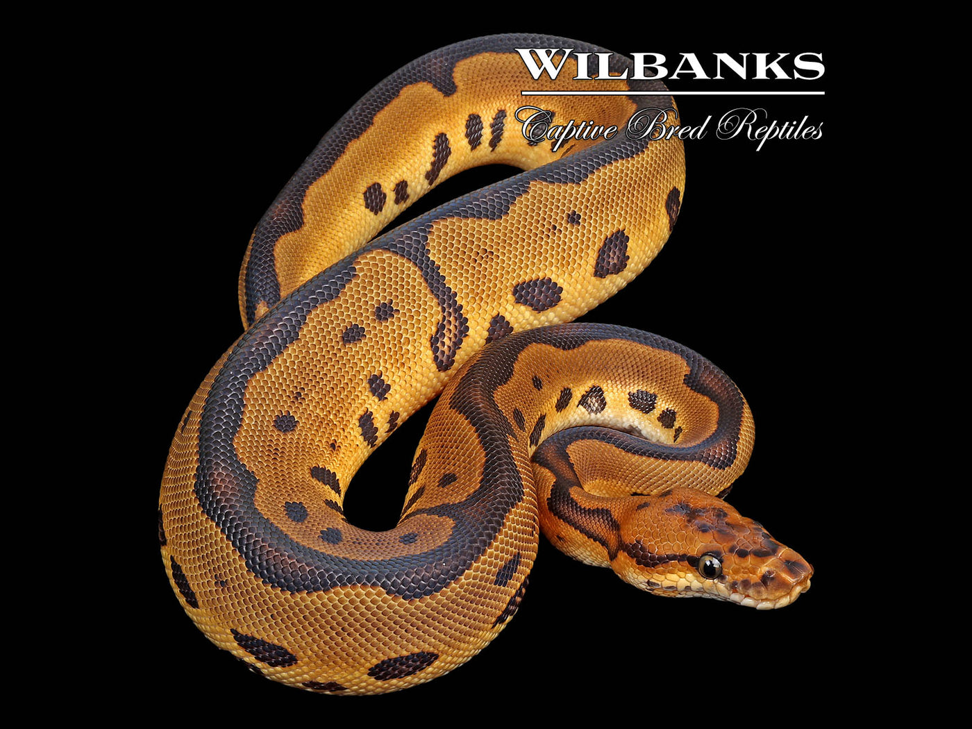 Leopard Clown Ball Python ♀ '25