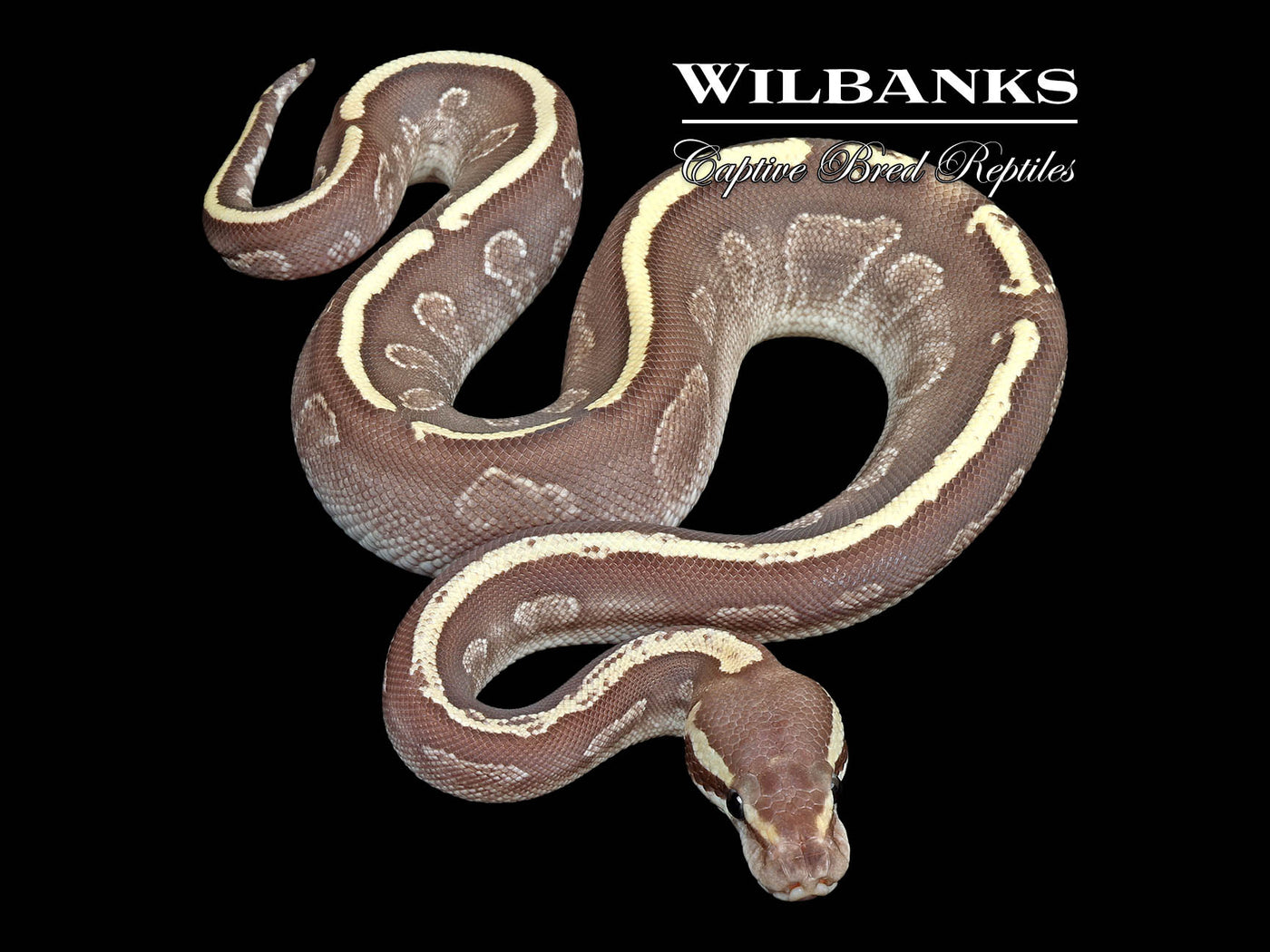 Mojave GHI Fire Ball Python ♀ '25
