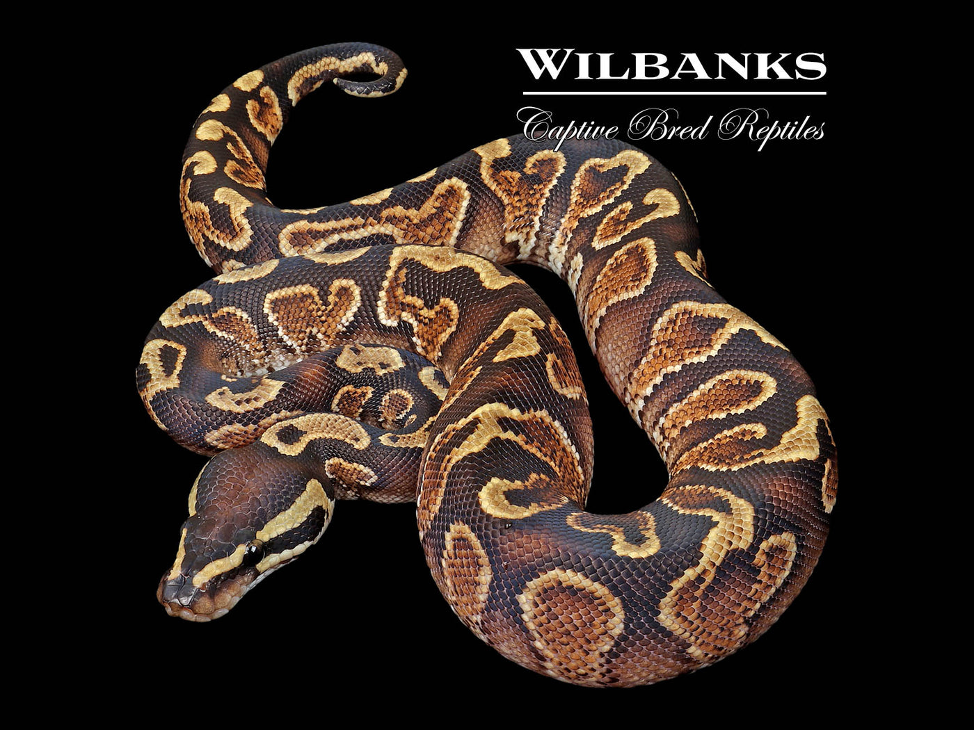 GHI Yellow Belly Ball Python ♂ '25