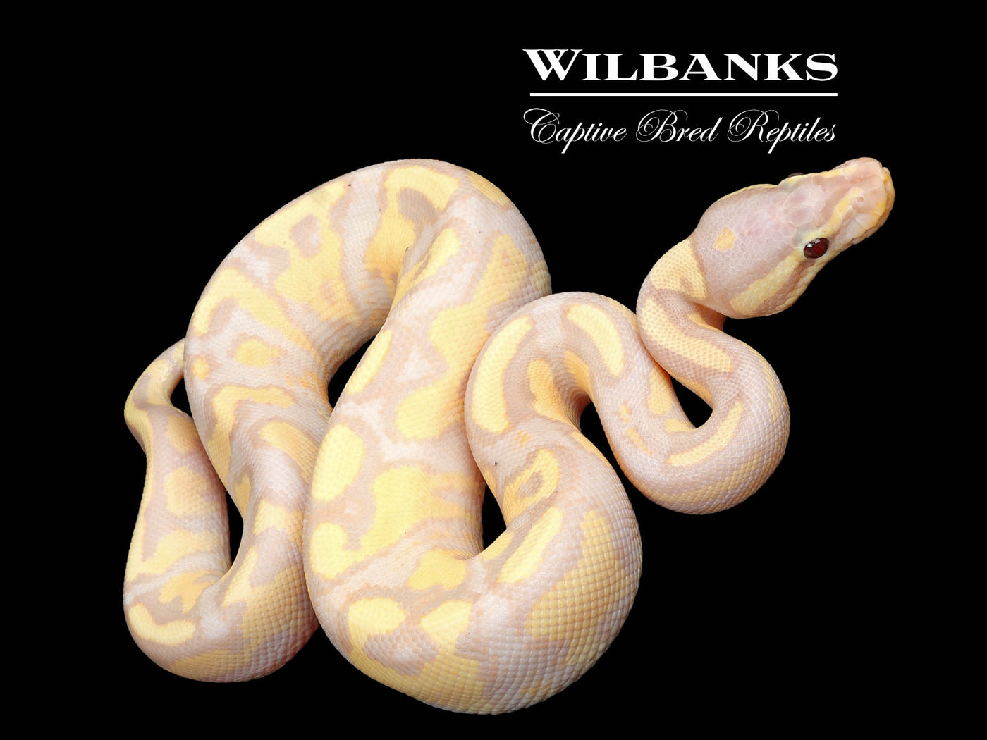 Banana Fire Yellow Belly Ball Python ♂ '25