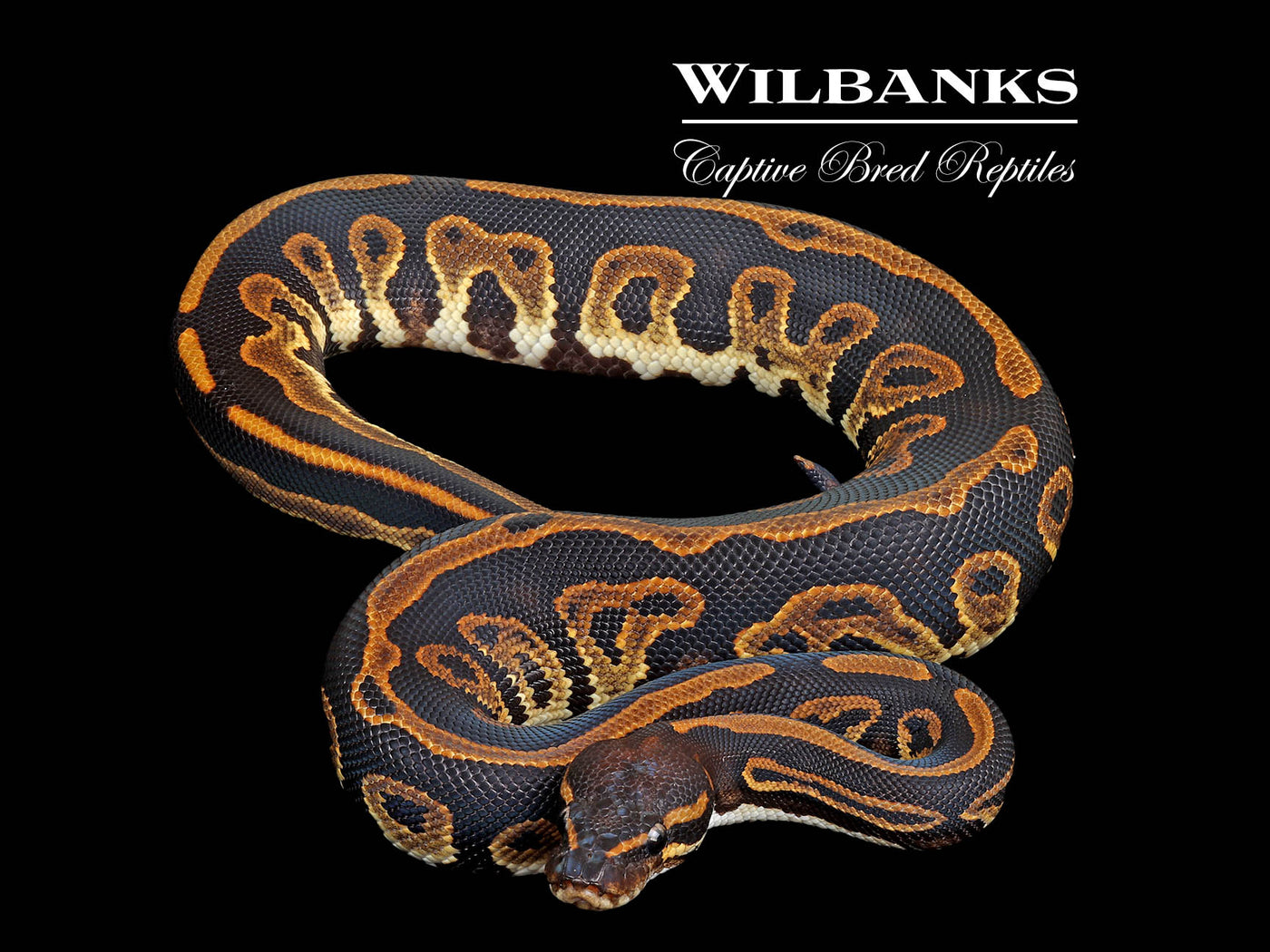 Blackhead Leopard 100% Het. Lavender Albino Ball Python ♂ '25