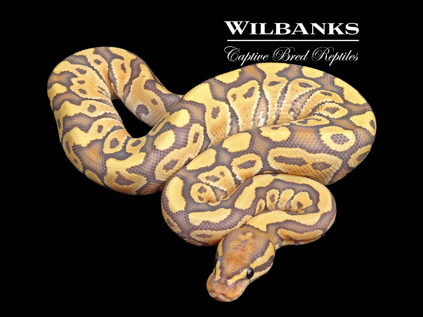 Hypo Baker Special Ball Python ♀ '25