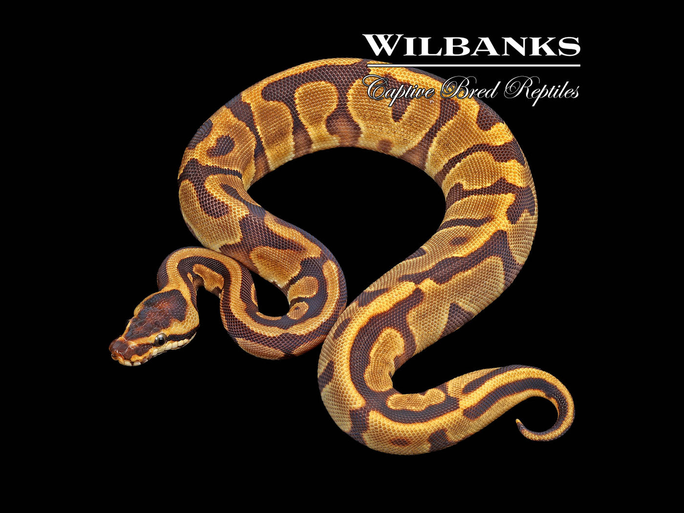 Leopard Enchi Yellow Belly or Gravel Ball Python ♀ '24
