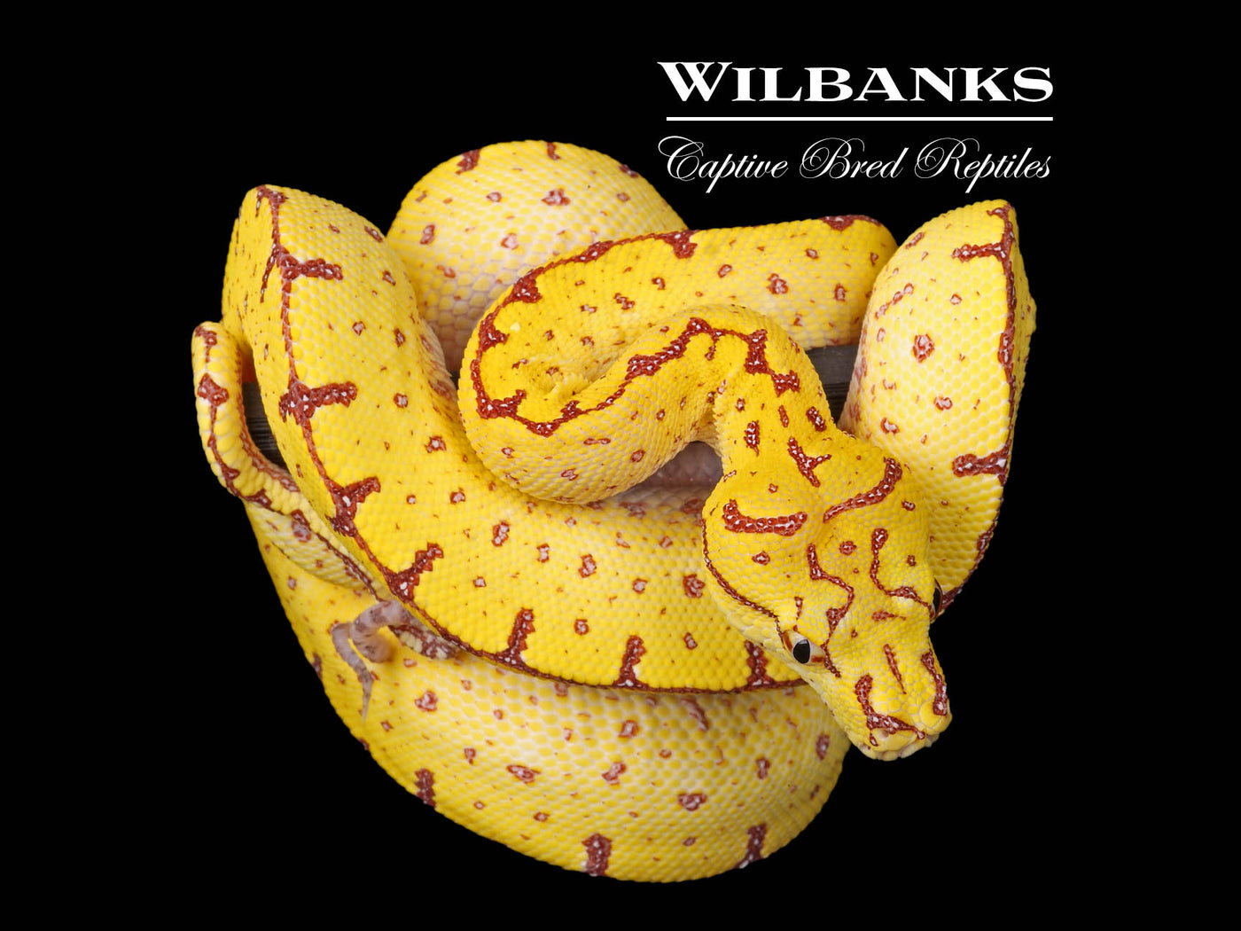 USCBB Jayapura Green Tree Python ♀ '24