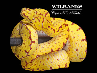 USCBB Jayapura Green Tree Python ♀ '24