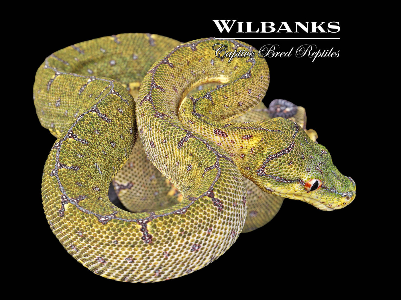 USCBB Jayapura Green Tree Python ♀ '24