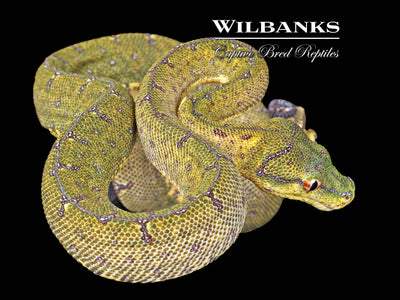 USCBB Jayapura Green Tree Python ♀ '24