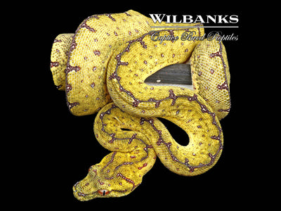 USCBB Jayapura Green Tree Python ♀ '24