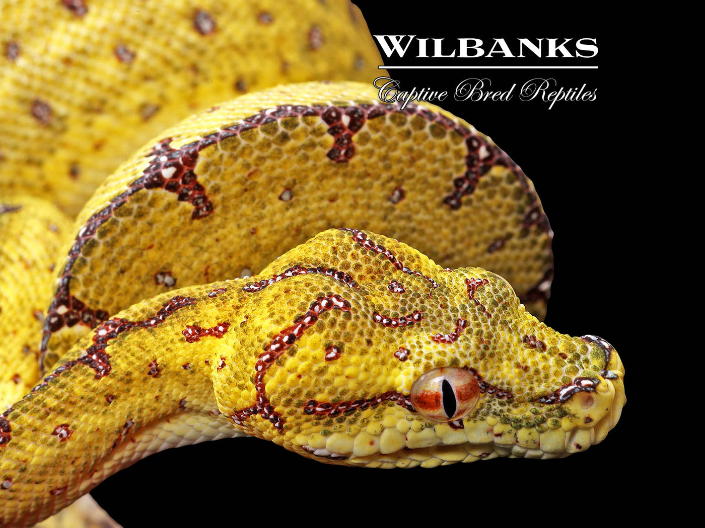 USCBB Jayapura Green Tree Python ♀ '24