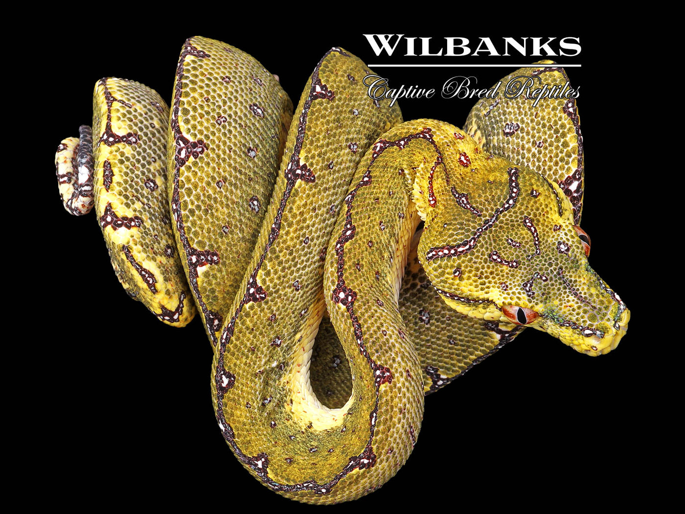 USCBB Jayapura Green Tree Python ♀ '24