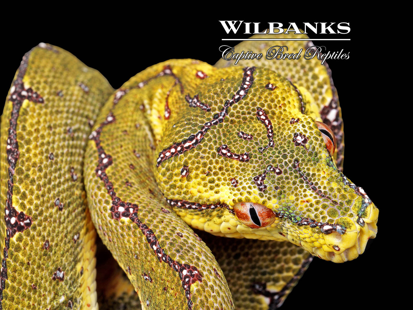 USCBB Jayapura Green Tree Python ♀ '24