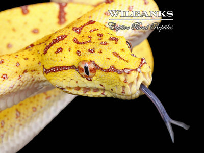USCBB Jayapura Green Tree Python ♀ '24