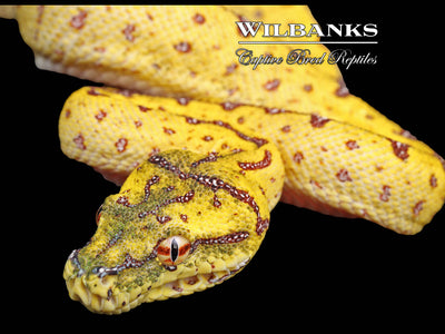 USCBB Jayapura Green Tree Python ♀ '24