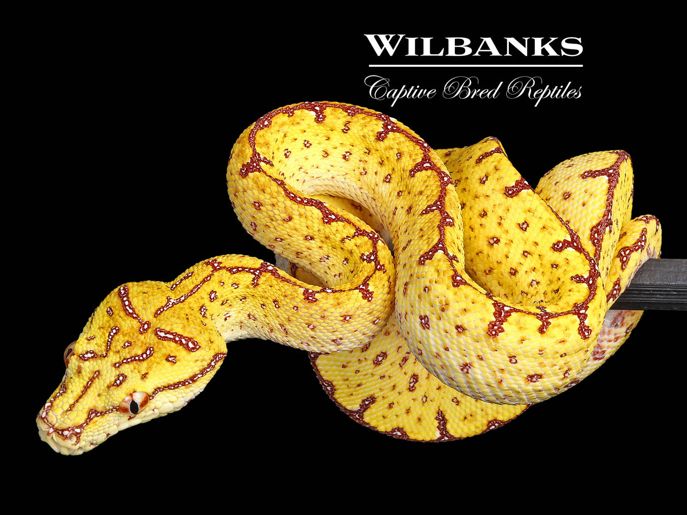 USCBB Jayapura Green Tree Python ♀ '24