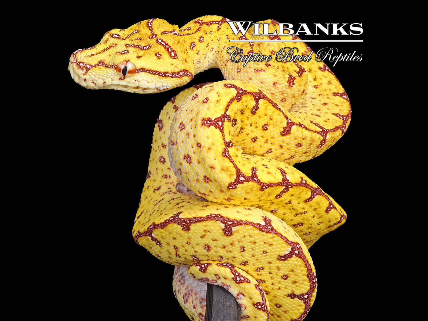 USCBB Jayapura Green Tree Python ♀ '24