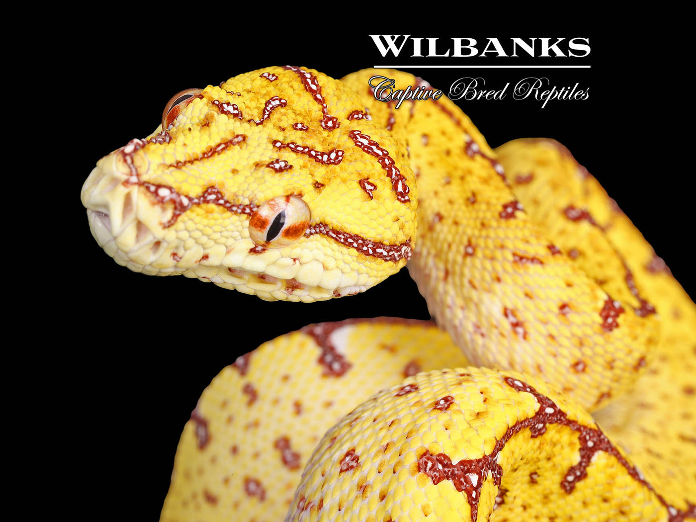 USCBB Jayapura Green Tree Python ♀ '24