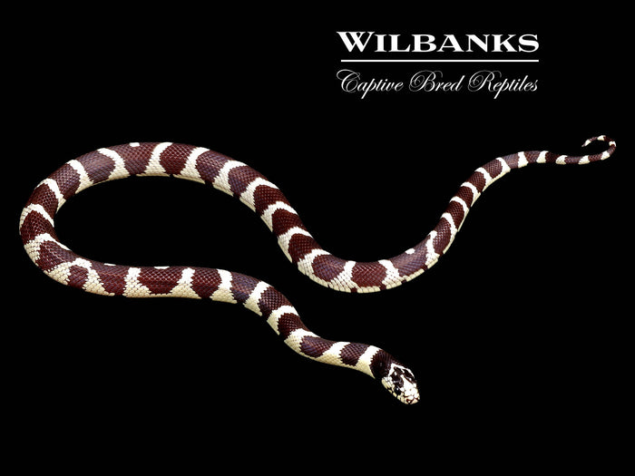 California Kingsnake ♀ '26