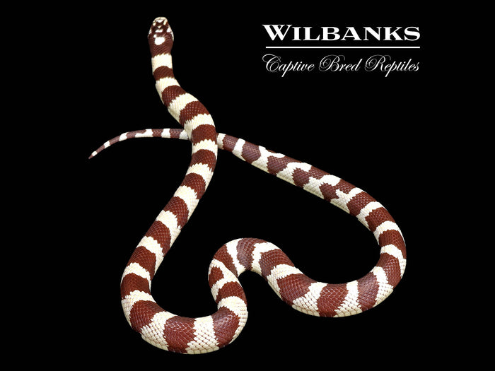 California Kingsnake ♂ '26