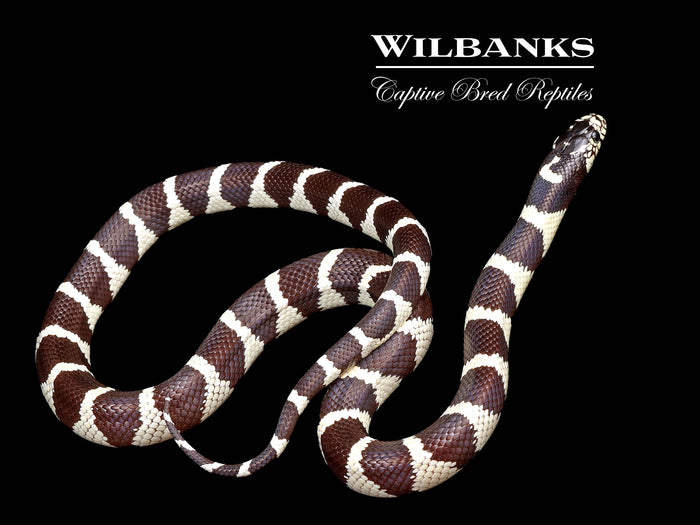 California Kingsnake ♀ '26