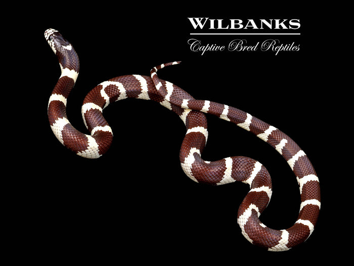 California Kingsnake ♂ '26