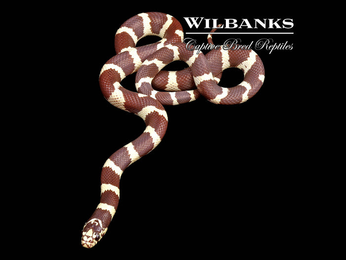 California Kingsnake ♂ '26