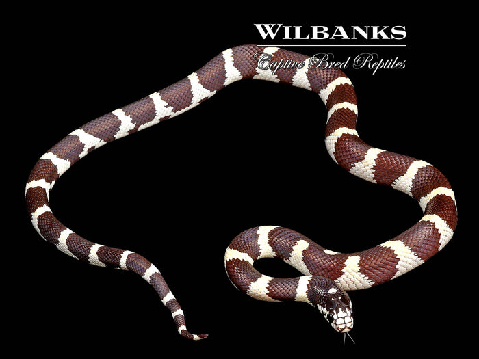 California Kingsnake ♂ '26